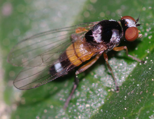 Callomyia amoena  (Platypezidae)